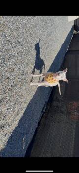 Rescue Pit Bull Terrier Dogs for Adoption in Marion, North Carolina - Pattie The Pittie | PetCurious