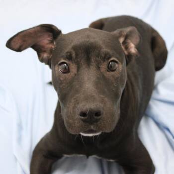 Pit Bull Terrier Dogs Available for Adoption - Cha-Cha | PetCurious