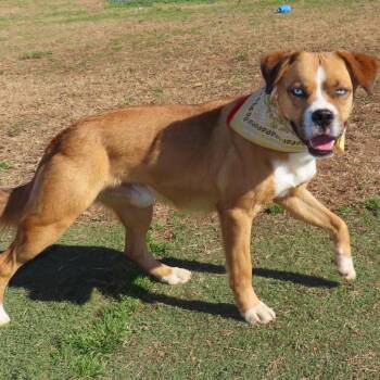Rocket Man -  Husky and Boxer Dog for Adoption in Wadena, Minnesota - Rocket Man | PetCurious
