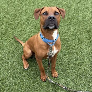 Apalachicola -  Mixed Breed Dog for Adoption in Pittsburgh, Pennsylvania - Apalachicola | PetCurious