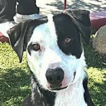 Max - URGENT -  Border Collie Dog for Adoption in Thousand Oaks, California - Max - URGENT | PetCurious