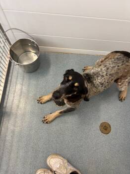 Rescue Bluetick Coonhound Dogs for Adoption in Portland, Indiana - Sadie | PetCurious