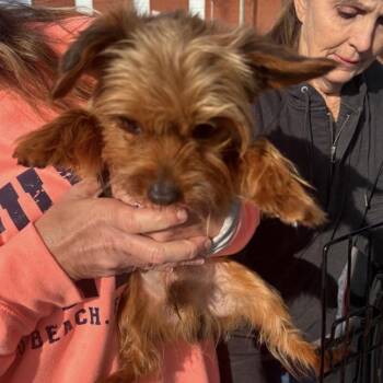 Yorkshire Terrier Dogs Available for Adoption - Gabe | PetCurious