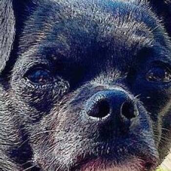 Otis (C000-214) - Chino Hills Location -  Pug and Chihuahua Dog for Adoption in Chino Hills, California - Otis (C000-214) - Chino Hills Location | PetCurious