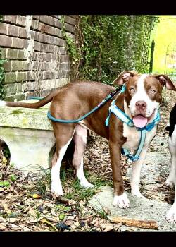 Rescue American Bulldog Dogs for Adoption in Elloree, South Carolina - Bindi | PetCurious