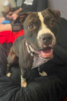 Rescue Mixed Breed Dogs for Adoption in Miamitown, Ohio - Peggy Hill | PetCurious
