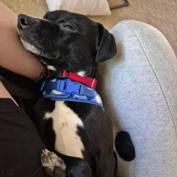 Pug and Labrador Retriever Dogs Available for Adoption - Trinket D10992 | PetCurious