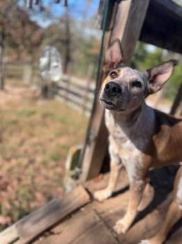 Rescue Australian Cattle Dog Blue Heeler and Collie Dogs for Adoption in Houston, Texas - Lily | PetCurious