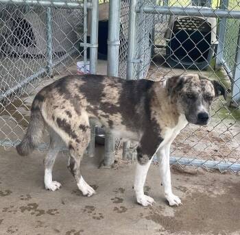Marcie -  Catahoula Leopard Dog Dog for Adoption in Fort Payne, Alabama - Marcie | PetCurious