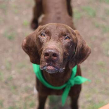 LARRY -  Vizsla Dog for Adoption in San Antonio, Texas - LARRY | PetCurious
