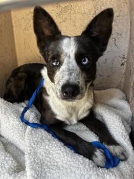 MILES -  Australian Cattle Dog Blue Heeler and Border Collie Dog for Adoption in Salinas, California - MILES | PetCurious