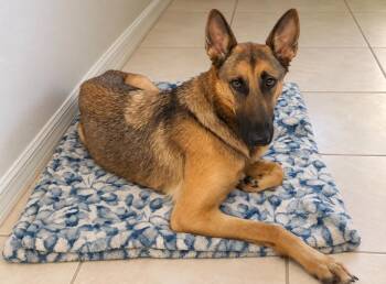 Athena -  German Shepherd Dog Dog for Adoption in Sebastian, Florida - Athena | PetCurious