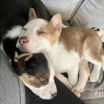 Mixed Breed Dogs Available for Adoption - Trohman | PetCurious