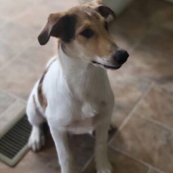 Stitch -  Rough Collie Dog for Adoption in Reno, Nevada - Stitch | PetCurious