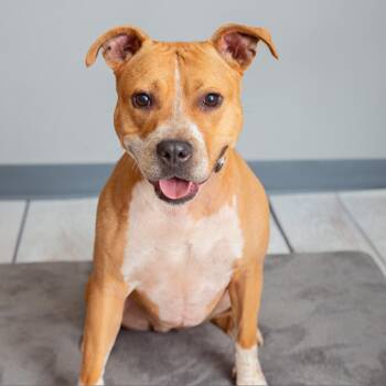 Mango Salsa -  American Staffordshire Terrier and Boxer Dog for Adoption in Kanab, Utah - Mango Salsa | PetCurious