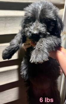Dahlbeck / Flora -  Labrador Retriever and Mixed Breed Dog for Adoption in Broomfield, Colorado - Dahlbeck / Flora | PetCurious