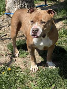 Pit Bull Terrier Dogs Available for Adoption in Springfield, Illinois - Alkice | PetCurious