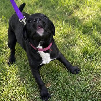 Labrador Retriever and Mastiff Dogs Available for Adoption in Wichita, Kansas - Hope | PetCurious