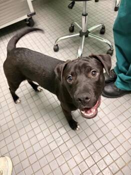 PUMA -  Pit Bull Terrier Dog for Adoption in Killeen, Texas - PUMA | PetCurious