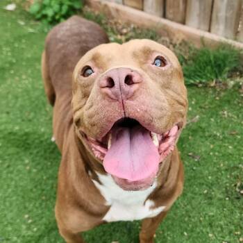 Rescue Pit Bull Terrier Dogs for Adoption in St. Louis, Missouri - Goofy Greg | PetCurious
