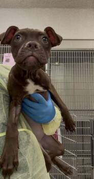 Velma -  Pit Bull Terrier and Mixed Breed Dog for Adoption in Westland, Michigan - Velma | PetCurious