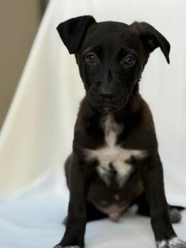 Shepherd Dogs Available for Adoption in Vancouver, Washington - Garrett | PetCurious