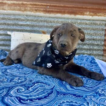 Rescue Great Dane and Black Labrador Retriever Dogs for Adoption in Mathis, Texas - Wolfe | PetCurious