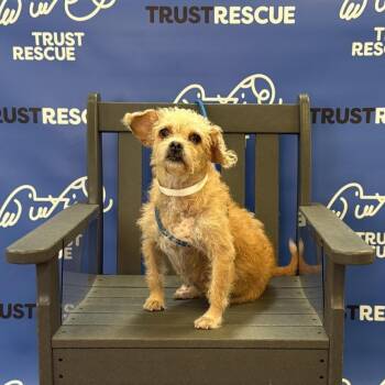ELLE -  Terrier Dog for Adoption in Waterford, New Jersey - ELLE | PetCurious