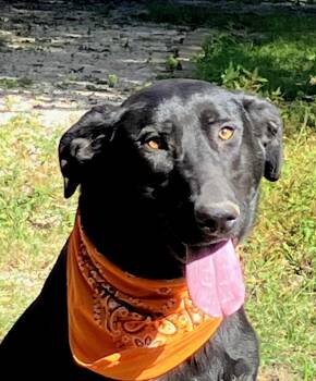 Rescue Black Labrador Retriever and Labrador Retriever Dogs for Adoption - Roxy | PetCurious