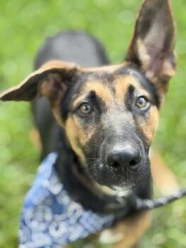 Barnaby -  German Shepherd Dog Dog for Adoption in Houston, Texas - Barnaby | PetCurious