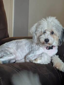 Sydney -  Aussiedoodle Dog for Adoption in Anniston, Alabama - Sydney | PetCurious