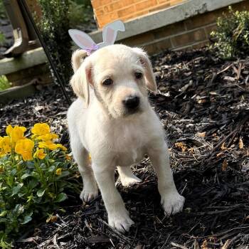 Mixed Breed Dogs Available for Adoption in Rossville, Georgia - Oliver | PetCurious