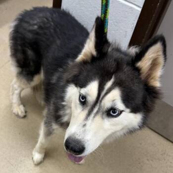 DANKA -  Husky Dog for Adoption in Derwood, Maryland - DANKA | PetCurious