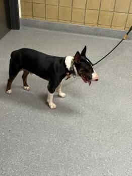 Cash -  Bull Terrier Dog for Adoption in Greenfield, Indiana - Cash | PetCurious