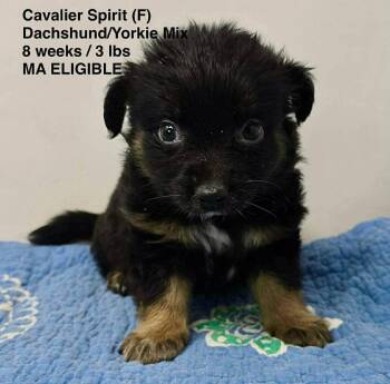 Dachshund and Yorkshire Terrier Dogs Available for Adoption in Pomfret, Connecticut - CAVALIER SPIRIT | PetCurious