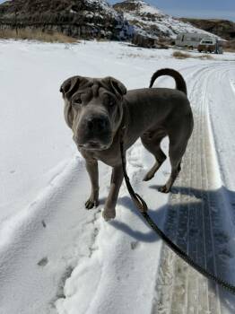 Shar Pei Dogs Available for Adoption -  Foster Needed In ALBERTA  | PetCurious