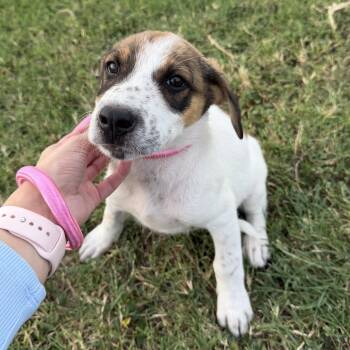 Honey -  Terrier and Beagle Dog for Adoption in Harlingen, Texas - Honey | PetCurious