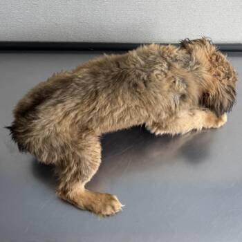 Mixed Breed Dogs Available for Adoption - 105282 | PetCurious