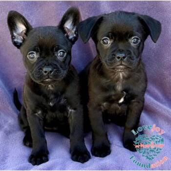 Sesame Litter -  French Bulldog and Pug Dog for Adoption in Inglewood, California - Sesame Litter | PetCurious