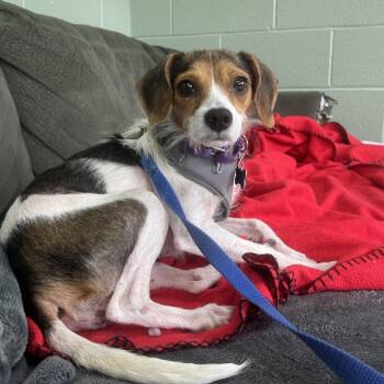 Propellor -  Mixed Breed Dog for Adoption in State College, Pennsylvania - Propellor | PetCurious