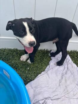 Romeo -  Dogo Argentino Dog for Adoption in Morgantown, Kentucky - Romeo | PetCurious