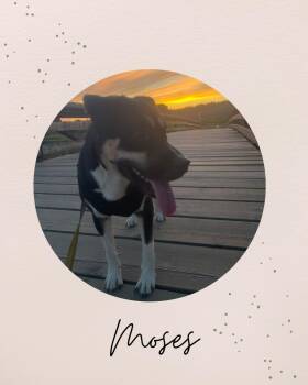 MOSES -  Rottweiler and Labrador Retriever Dog for Adoption in Coquitlam, British Columbia - MOSES | PetCurious