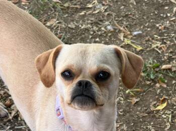 Boo -  Pug and Chihuahua Dog for Adoption in Fort Collins, Colorado - Boo | PetCurious