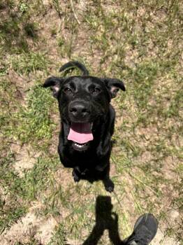 DeLucaser / Goober -  Labrador Retriever Dog for Adoption in Broomfield, Colorado - DeLucaser / Goober | PetCurious