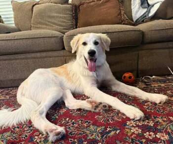 Finn -  Great Pyrenees Dog for Adoption in Garland, Texas - Finn | PetCurious