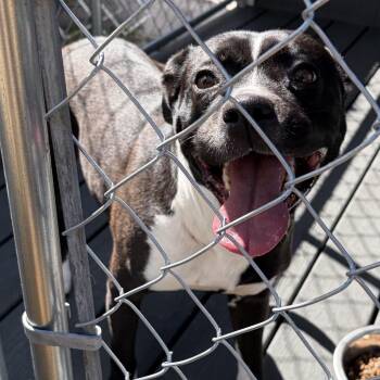 American Bulldog Dogs Available for Adoption - Pippy | PetCurious