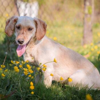 Molly -  Dachshund and Spaniel Dog for Adoption in Morristown, New Jersey - Molly | PetCurious
