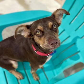 Vine -  Terrier Dog for Adoption in Freeport, Florida - Vine | PetCurious