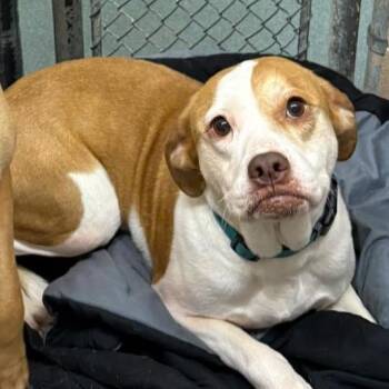 Boxer and Mixed Breed Dogs Available for Adoption in Rocky Mount, Virginia - Slurpee | PetCurious