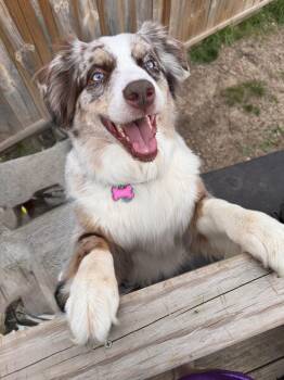 Australian Shepherd Dogs Available for Adoption in Ringwood, Illinois - 1087 Lainey | PetCurious